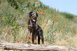 BEAUCERON 263